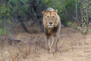 Dominant male lion hanging around in the green season in the Kruger National Park in South Africa