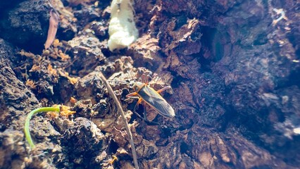 largus en su habitad