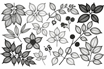 Black and White Botanical Illustration-Detailed Leaves and Berries-Elegant Floral Design-Nature Inspired Art-Monochrome Plantlife Artwork-Sophisticated Foliage Pattern