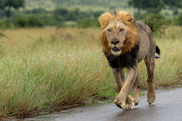 Dominant male lion hanging around in the green season in the Kruger National Park in South Africa