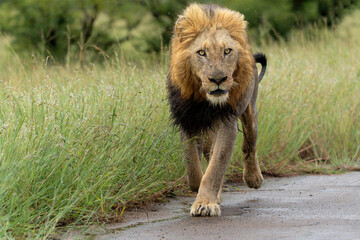Dominant male lion hanging around in the green season in the Kruger National Park in South Africa
