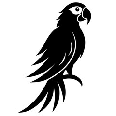 black and white parrot