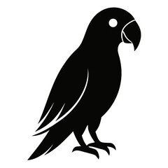 black and white bird