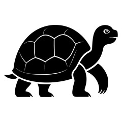 vector illustration of turtle