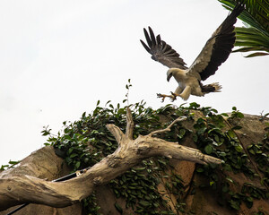 White Belly Sea Eagle