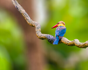Stork Billed Kingfisher