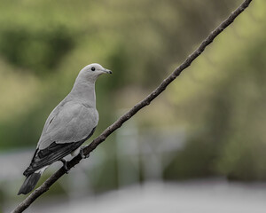 Pied Imperial Pigeon