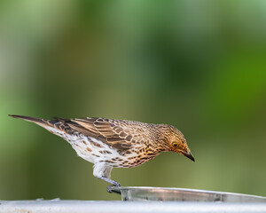 Violet back Starling