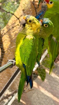 Cotorro
