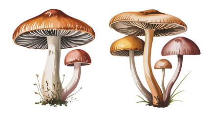 Watercolor Mushroom Art