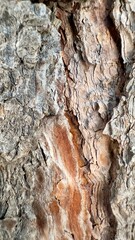 Textura madera