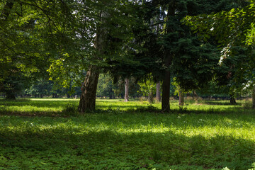 Landscape in the park. View of summer landscape with trees