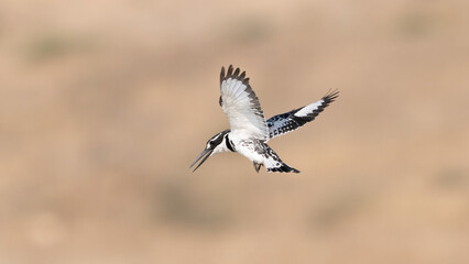 Pied Kingfisher,