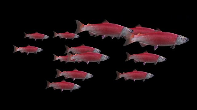 Sockeye Salmon - Group of 12 Fishes - Swim Loop - Side Close Up View - Alpha Channel - Realistic cinematic naturalistic 4K UHD HD 3D animation isolated on transparent background