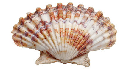 Obraz premium Intricate scallop seashell with natural ridges and beautiful orange-brown patterns, perfect for coastal decor, marine life themes, and aquatic nature designs isolated.