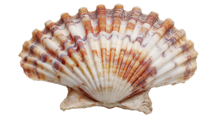 Intricate scallop seashell with natural ridges and beautiful orange-brown patterns, perfect for coastal decor, marine life themes, and aquatic nature designs isolated.