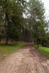 Winding dirt path through lush green pine forest