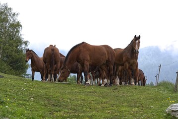 Herd of brown horses in Engadin, Switzerland.