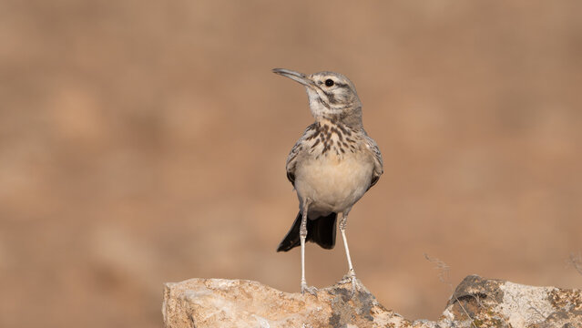 Greater Hoopoe-Lark - Powered by Adobe