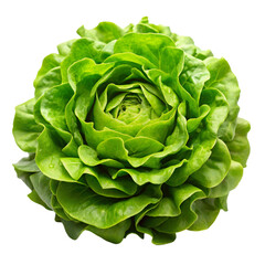 Fototapeta premium cabbage isolated on white background
