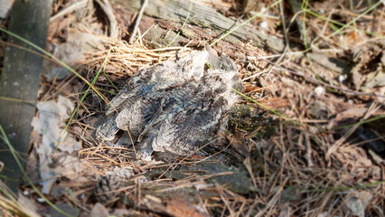 a small bird