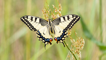 butterfly on grass