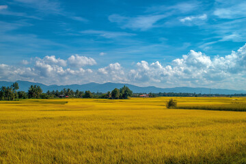 Fototapeta premium Golden Rice Field at Harvest Season