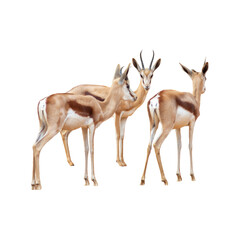 Three gazelle isolated on white background. Antidorcas marsupialis
