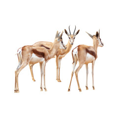 springbok antelope isolated on white background