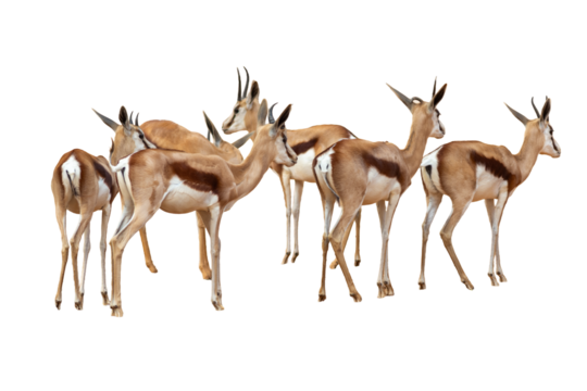 springbok antelope isolated on white background