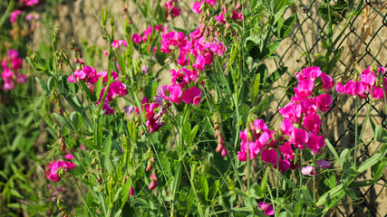 Pink Perennial Sweet Pea (Lathyrus Latifolius) Wildflowers Blooming in Summer Field. Lush Pink Flowers Grow Naturally in a Sunlit Field.