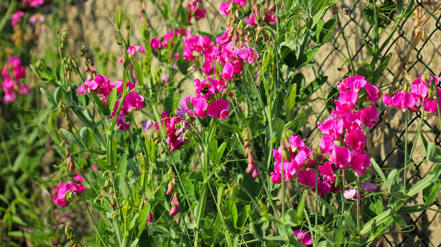 Pink Perennial Sweet Pea (Lathyrus Latifolius) Wildflowers Blooming in Summer Field. Lush Pink Flowers Grow Naturally in a Sunlit Field.