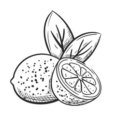 Lemons with leaves hand drawn isolated on white background. Sketch of limes whole and halves. Vintage design. Vector illustration