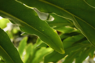 Zingiberaceae Alpinia Nutans Shell Ginger Leaves – Dwarf Cardamom Foliage in Tropical Garden Setting