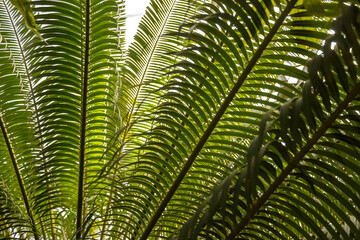 Giant Green Exotic Fern or Palm Leaves in a Wild Tropical Botanical Setting