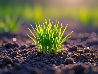 Young Green Grass Growing from Fertile Soil
