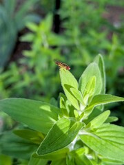 Eastern Calligrapher fly (Toxomerus geminatus) on Green Mountain Mint Leaf – Beneficial Pollinator Insect in Garden Close-Up