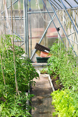Growing tomato plant in a greenhouse on a garden bed, symbolizing organic farming, sustainability,...