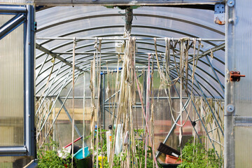 Growing tomato plant in a greenhouse on a garden bed, symbolizing organic farming, sustainability, and care for nature. DIY trellising in greenhouse.