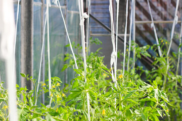 Growing tomato plant in a greenhouse on a garden bed, symbolizing organic farming, sustainability, and care for nature. DIY trellising in greenhouse.