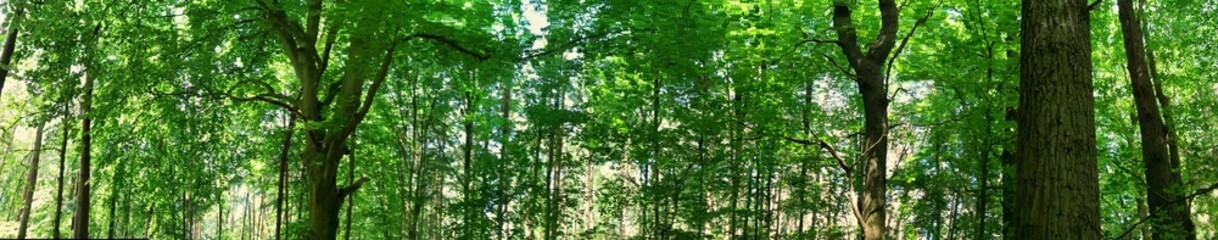 Panoramic view of a peaceful green forest with tall lush trees