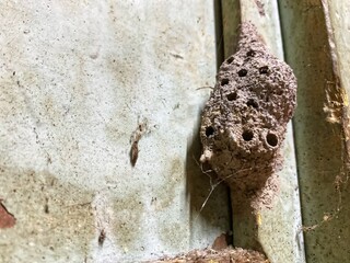Rough and textured mud wasp nest with several visible holes, clinging to a light-colored wall...