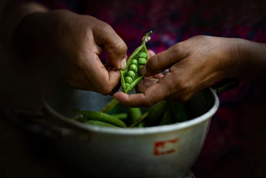 Woman pealing pea pods 