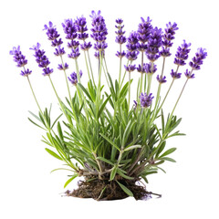 Naklejka premium lavender flowers isolated on white background