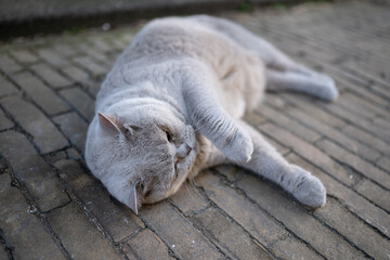A plush British Shorthair cat with dense blue-gray coat and captivating copper eyes lounges...