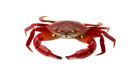 Query and Solution Concept