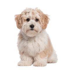 Obraz premium White Bichon Puppy Sitting on Clear Background. Small Fluffy Dog Breed.
