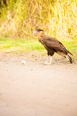 carancho comiendo