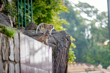 Long-tailed macaques (Macaca fascicularis) near a bustling tourist site, highlighting human-wildlife interactions and the impact of tourism on primate behavior.