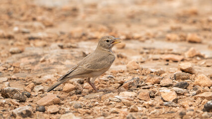 Desert Lark